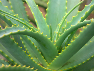 aloe vera