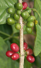 cerises mûres et vertes de café sur branche de caféier