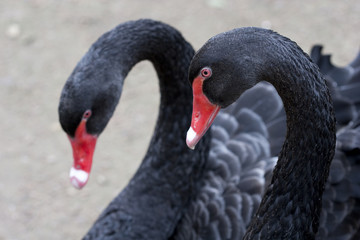 Fototapeta premium cisne