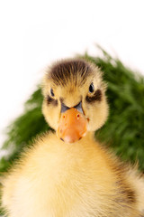 Duckling on green grass background isolated on white