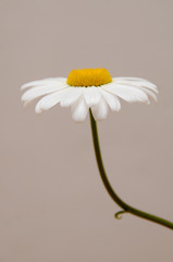 ox eye daisy