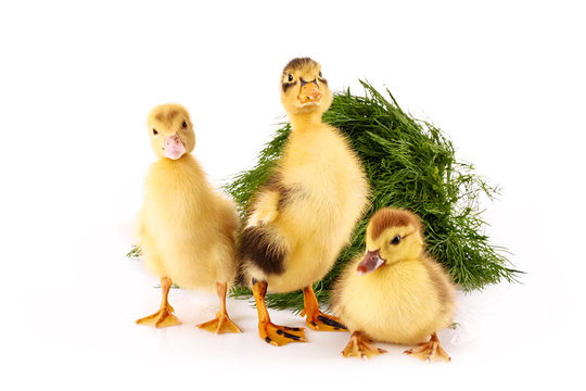 Three ducklings on green grass background isolated on white