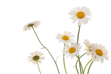 ox eye daisy © maxulinko