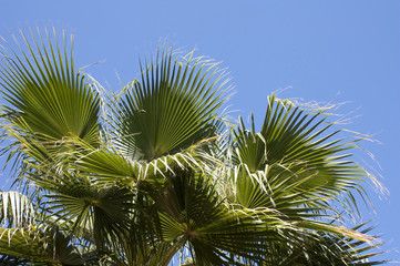 Obraz na płótnie Canvas Baumkrone einer Palme