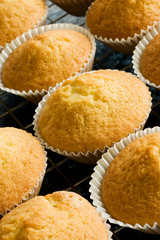 Plain homemade baked buns on a baking tray