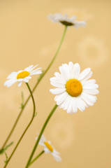 ox eye daisies
