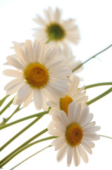 ox eye daisies