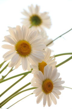 Ox Eye Daisies