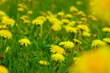 Dandelion