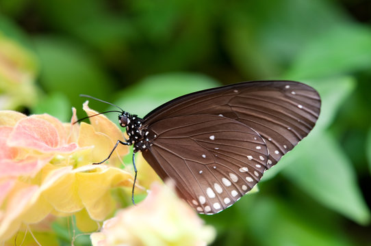 Eleganter Schmetterling