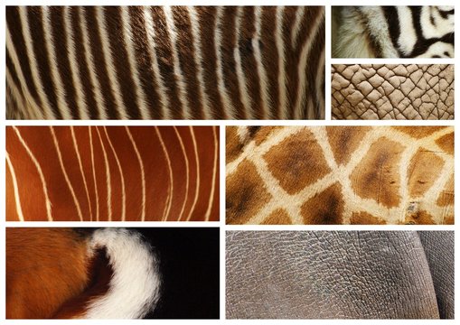 peles de animais selvagens