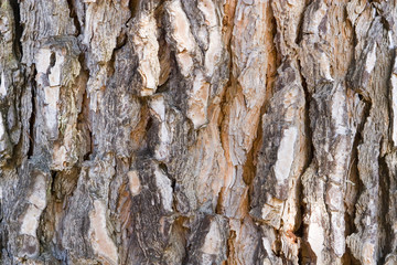 textura arbol 3