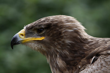Steppenadler