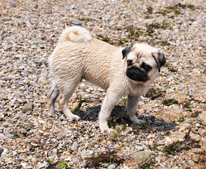 pug on the beach