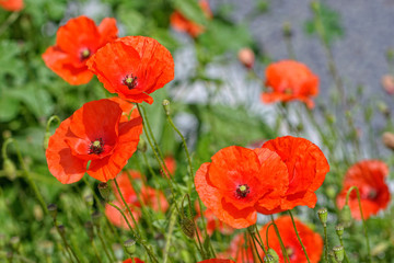 coquelicot