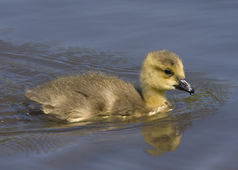 Young Canadian Goose