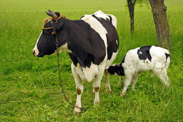 Calf cow feeding in green field