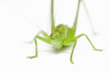 sauterelle verte