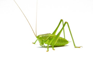 sauterelle verte
