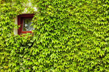 window in the green creepers