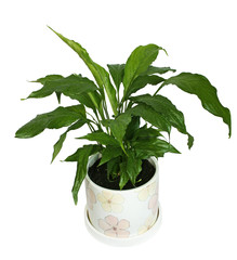 Комнатный цветок спацефилум в горшке на белом фоне