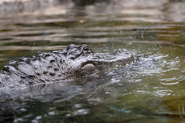 Crocodile