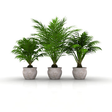 3 Blument&ouml;pfe mit Palmen