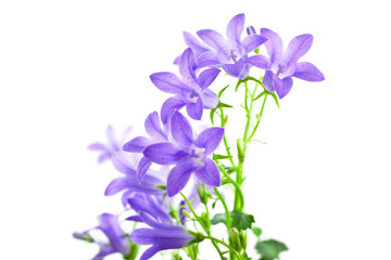 Obraz premium kwiaty dzwonka na białym tle