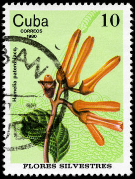 CUBA - CIRCA 1980 Hamelia