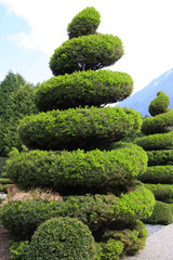 Large evergreen topiary