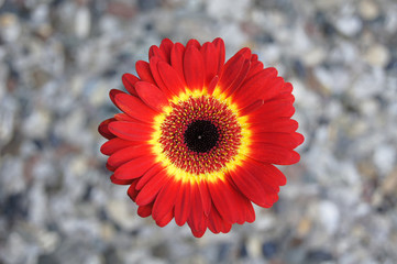 gerbera in der luft