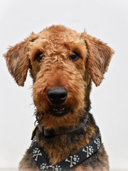 Airedale terrier dog white background