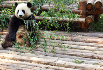 Giant Panda
