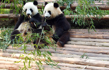 Giant Panda