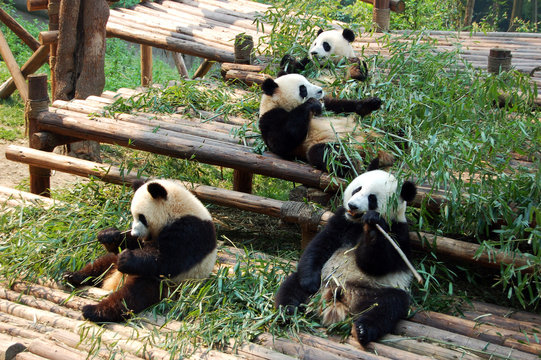 Fototapeta Giant Pandas