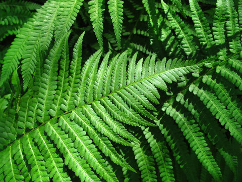 green fern leafs