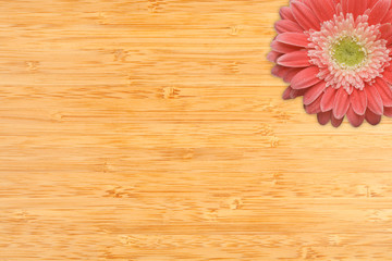 Single Gerber Daisies with Water Drops on Bamboo Background