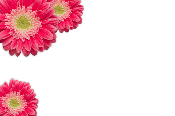 Pink Gerber Daisies with Water Drops on White