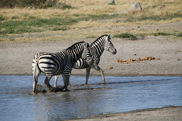 Coppia di zebre
