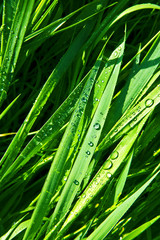 Fototapeta premium Green wheat grass with dewdrops in the morning