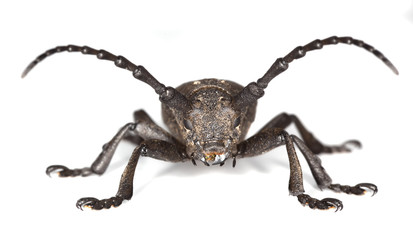 Weaver beetle (Lamia textor) isolated on white.
