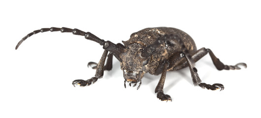 Weaver beetle (Lamia textor) isolated on white.