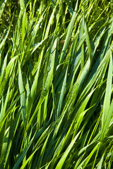 Fototapeta premium Green wheat grass with dewdrops in the morning