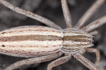 Running crab spider. Extreme close-up