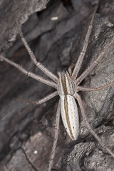 Running crab spider. Extreme close-up