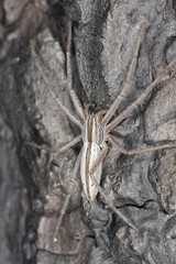 Running crab spider. Extreme close-up