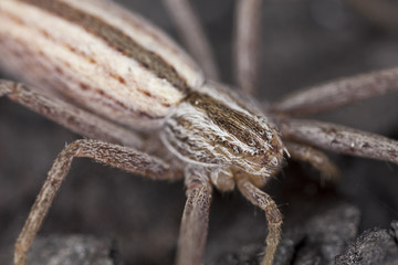 Running crab spider. Extreme close-up