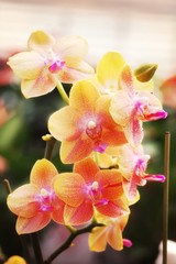 Yellow orchid