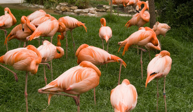 The group of flamingos at the zoo