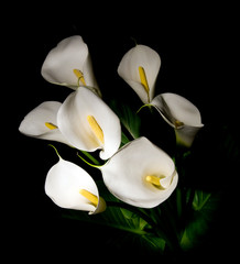 seven white Calla lily on a black background